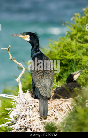 Cormorano, Phalacrocrax carbo, sul nido a colonia di allevamento Foto Stock