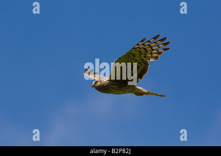 Femmina adulta albanella reale, Circus cyaneus, in volo Foto Stock