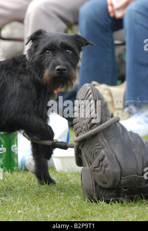 Un patterdale pelo ruvido cadde lakeland terrier cane presso la comunità Bickerstock festival, nel Lancashire. Foto Stock