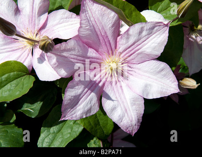 La clematide " Caroline' Foto Stock
