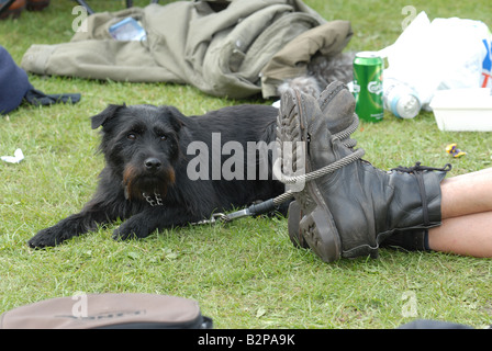 Un patterdale pelo ruvido cadde lakeland terrier cane presso la comunità Bickerstock festival, nel Lancashire. Foto Stock