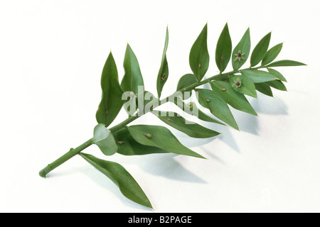 Macellerie Ginestra (Ruscus aculeatus), ramoscello Foto Stock