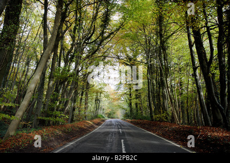 Un vicolo del paese attraverso il bosco in GLOUCESTERSHIRE REGNO UNITO Foto Stock