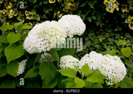 Hydrangea arborescens Annabelle Foto Stock