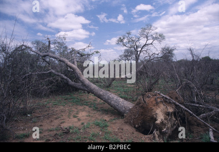 Un albero nel parco nazionale di Kruger che è stato spinto da un branco di elefanti. Il parco è affetto da una siccità. Foto Stock