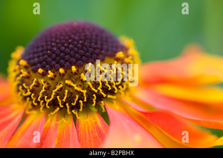 Helenium Rubinzwerg AGM fiore close up Foto Stock