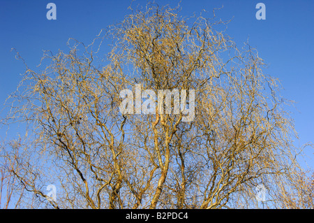 Struttura di cavatappi Willow (Salix matsudana tortuosa), albero in inverno Foto Stock