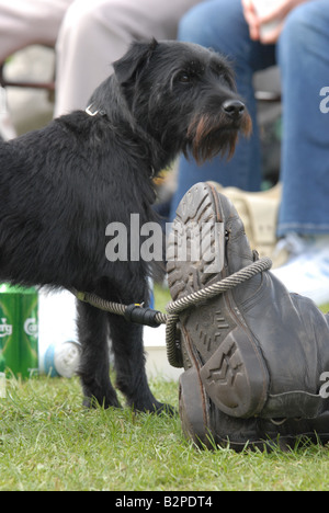 Un patterdale pelo ruvido cadde lakeland terrier cane presso la comunità Bickerstock festival, nel Lancashire. Foto Stock