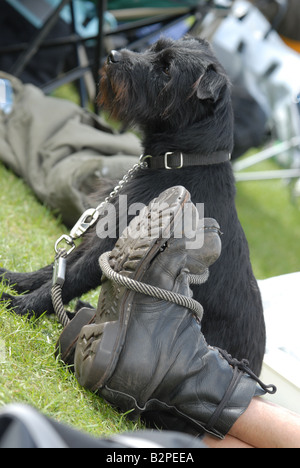 Un patterdale pelo ruvido cadde lakeland terrier cane presso la comunità Bickerstock festival, nel Lancashire. Foto Stock