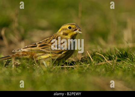 Zigolo giallo alimentazione nel campo Foto Stock