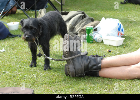 Un patterdale pelo ruvido cadde lakeland terrier cane presso la comunità Bickerstock festival, nel Lancashire. Foto Stock