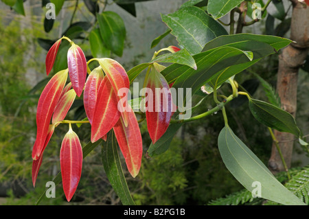 Corteccia di cassia, Cinese cannella (Cinnamomum aromaticum) ramoscello con foglie rosse Foto Stock