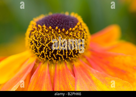 Helenium Rubinzwerg AGM fiore close up Foto Stock