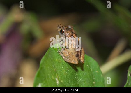 Sibilo Pristimantis rana o Eleutherodactylus urichi Foto Stock