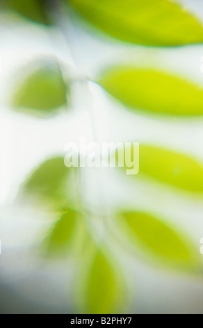 Impressionistica close up di appendere fresco retroilluminato verde foglia di molla di cenere comune o Fraxinus excelsior tree Foto Stock