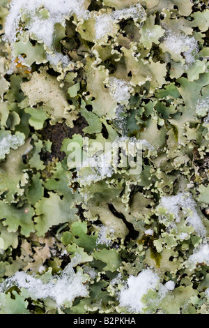 Primo piano, macrofotografia, di neve che copre in parte muschio e licheni che crescono sulla corteccia di un albero caduto. Foto Stock