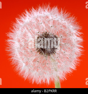 Dente di Leone Foto Stock