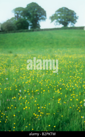 Vista impressioniste di prato pieno di creeping renoncules inclinato fino all orizzonte con siepe di biancospino e inglese alberi di quercia Foto Stock