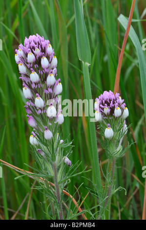 Fiori Selvatici Castilleja exserta gufi clover Peters canyon parco regionale CA 30102 080330 Foto Stock