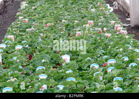 Gerani essendo coltivati in serra a un vivaio del Regno Unito Foto Stock