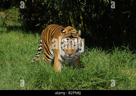 Tigre del Bengala Panthera tigris bengalensis sta cercando qualcosa nel prato davanti di bambù scuro Foto Stock