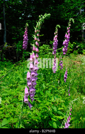 Foxglove velenosi crescente selvatici Magnoliophytanature Plantaginaceae Lamiales Foto Stock
