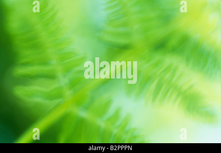 Impressionistica close up di fresco verde primavera frond del fern Bracken o freno o Pteridium aquilinum con foglie retroilluminato beh Foto Stock