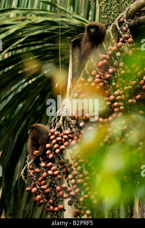 Dusky titi monkey Callicebus (o) Plecturocebus cupreus (precedentemente C. moloch) Selvatica mangiare aguaje Yavari Peruviuan fiume Amazon Foto Stock