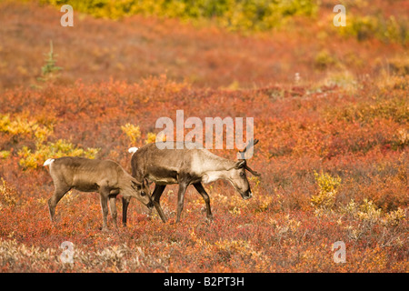 Caribou vacca e polpaccio (Rangifer arcticus) Navigazione di mirtilli Foto Stock