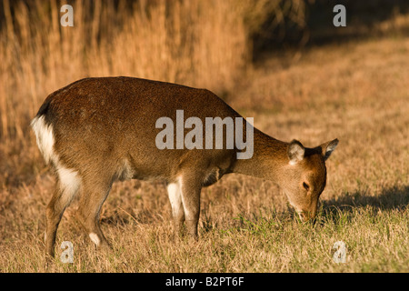 Sika cervo (Cervus nippon) la SIKA è una specie esotiche e è in realtà una forma asiatica di elk Foto Stock