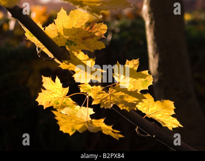 Foglie di acero in autunno fortemente retro-illuminato contro uno sfondo scuro Foto Stock