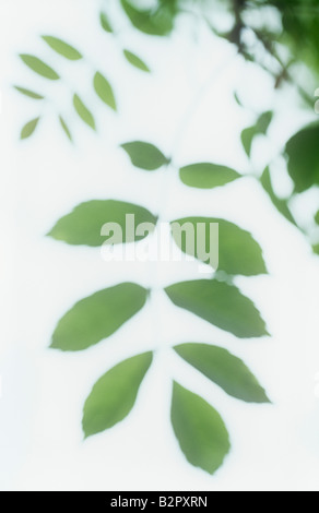 Impressionistica close up di appendere retroilluminato verde fresco foglie di molla di cenere comune o Fraxinus excelsior tree Foto Stock