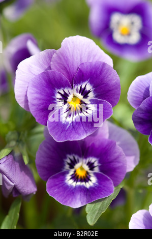 Viola viola viola viola viola piccola pansy pansies biancheria da letto piante fiori fioritura in estate primo piano Inghilterra Regno Unito GB Gran Bretagna Foto Stock