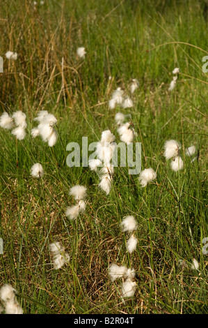 Cottongrass comune che cresce in palude palude palude palude palude palude palude in estate Yorkshire Inghilterra Regno Unito GB Gran Bretagna Foto Stock