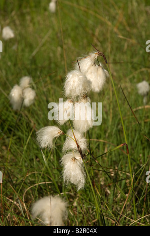 Primo piano di Cottongrass comune eriofhorum angustifolium coltivazione in palude palude palude palude in estate Inghilterra Regno Unito Regno Unito GB Gran Bretagna Foto Stock