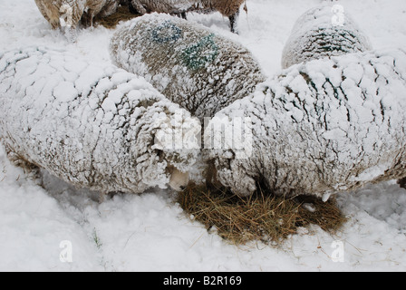 Pecora mangia fieno nella neve Foto Stock