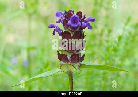 La Bugle piramidale Ajuga pyramidalis Dalby Forest North York Moors National Park North Yorkshire England Regno Unito Europa Luglio Foto Stock