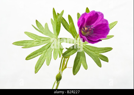 Bloody cranesbill (Geranium sanguineum) fiori close-up contro sky Miller Dale Derbyshire Regno Unito Europa Luglio Foto Stock