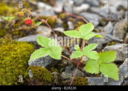 Fragole Fragaria vesca frutti e foglie cresce nella vecchia cava di Miller Dale Derbyshire Regno Unito Europa Luglio Foto Stock