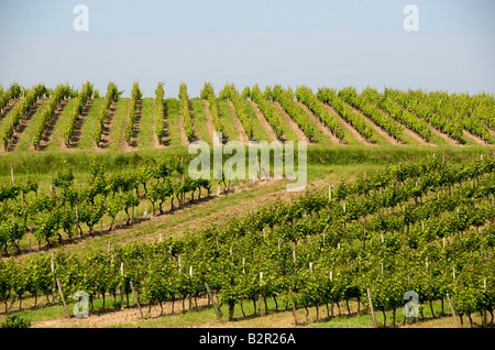 Vigneto di Monbazillac, Dordogne, a sud ovest della Francia Foto Stock