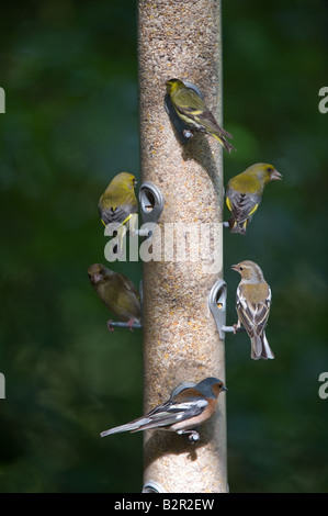 Uccelli a birdfeeder RSPB Conwy Riserva Naturale Conwy North Wales UK Europa Giugno Foto Stock