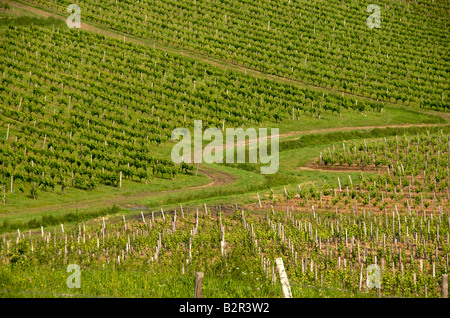 Vigneto di Monbazillac. Dordogna. A sud ovest della Francia Foto Stock