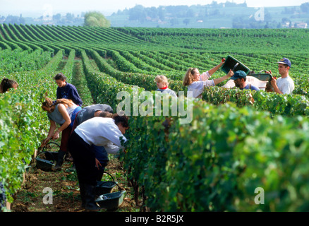 La raccolta di uve (vendage) a montagne vicino al villaggio di St Emilion nella regione di Bordeaux in Francia Foto Stock