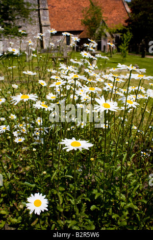 Oxeye margherite, sagrato fiori selvatici nella motivazione della chiesa di Santa Maria Turville Bucks REGNO UNITO Foto Stock