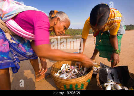 Le donne di cattura di smistamento, Agonda Beach, a sud di Goa, India, Asia Foto Stock
