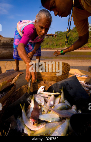 Le donne di cattura di smistamento, Agonda Beach, a sud di Goa, India, Asia Foto Stock