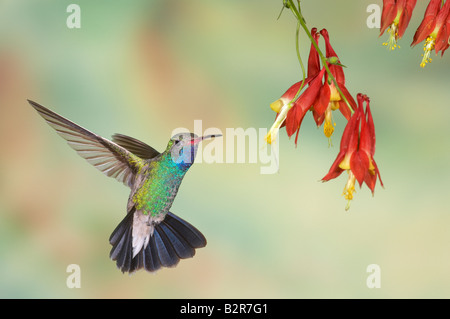 Ampia fatturati Hummingbird Cynanthus latirostris Amado Arizona USA Foto Stock