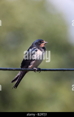 Il Barn Swallow Hirundo rustica appollaiato sul filo Potton Bedfordshire Foto Stock