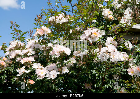 Rosa 'Open Arms Chewpixcel' Foto Stock