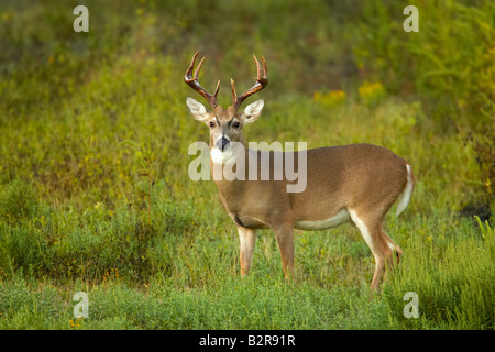 White-Tailed Deer Odocoileus virginiannus Burneyville Oklahoma USA Foto Stock